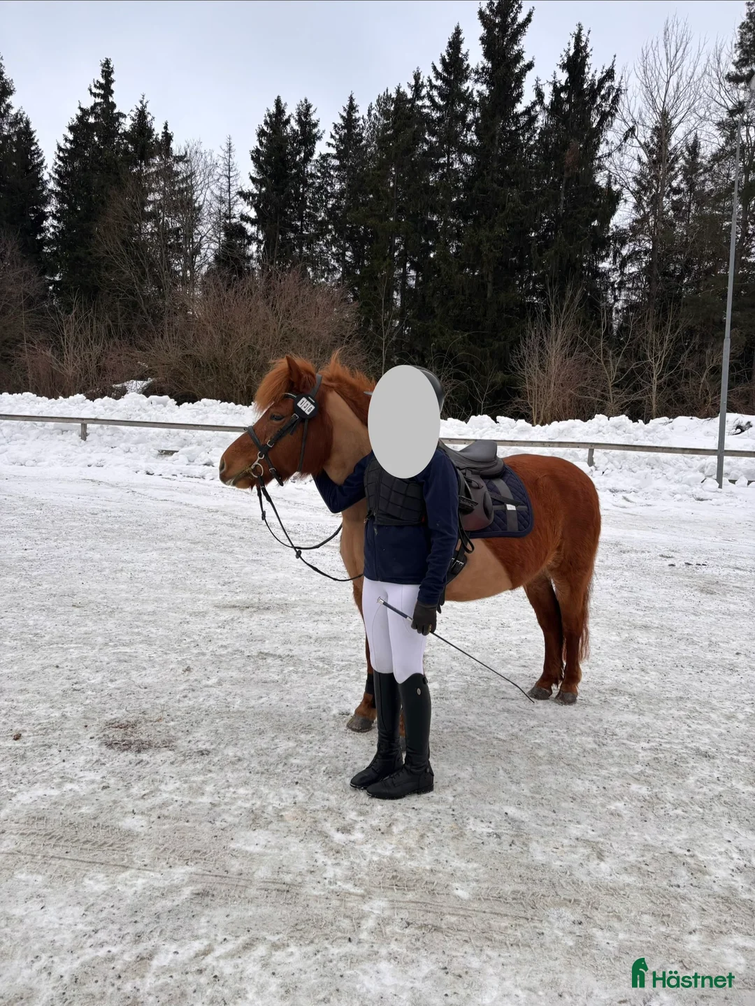 Allround hästar till salu: Snäll och pigg B-ponny söker nytt kärleksfullt hem i Alunda - Annons 3