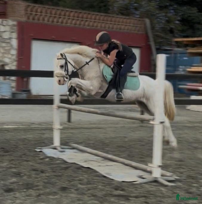 Hoppning hästar till salu: Trevliga hästar och ponnier i Spanien  - Annons 1