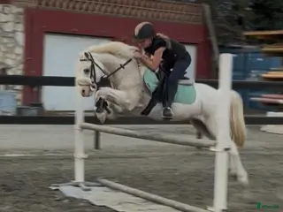 Hoppning hästar till salu: Trevliga hästar och ponnier i Spanien - Annons 1