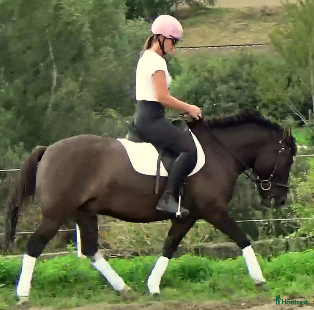 Allround hästar till salu: The talented Pony you’re looking for! i Örsundsbro - Annons 2