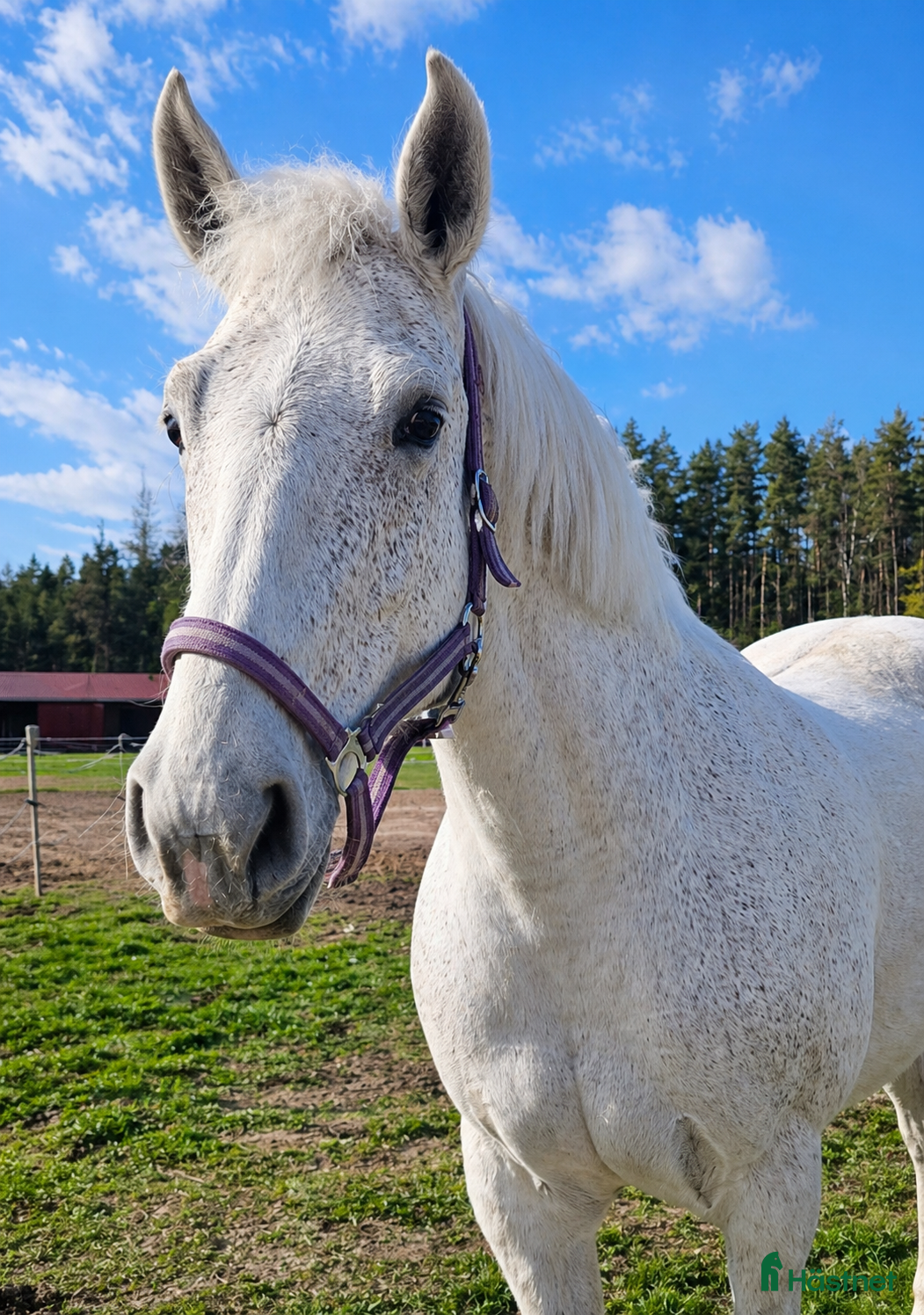 Allround hästar till salu: Blondie - Annons 1