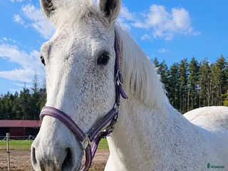 Allround hästar till salu: Blondie - Annons 2