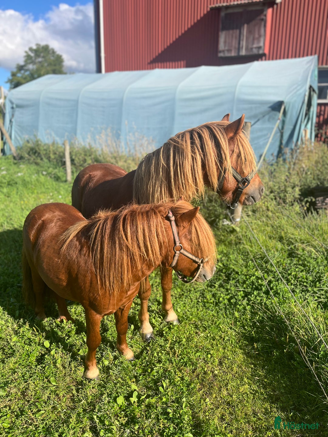 Övrigt hästar till salu: Minishetlandhingst  i Falköping - Annons 14