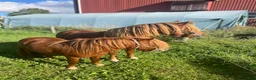 Övrigt hästar till salu: Minishetlandhingst  - Annons 14