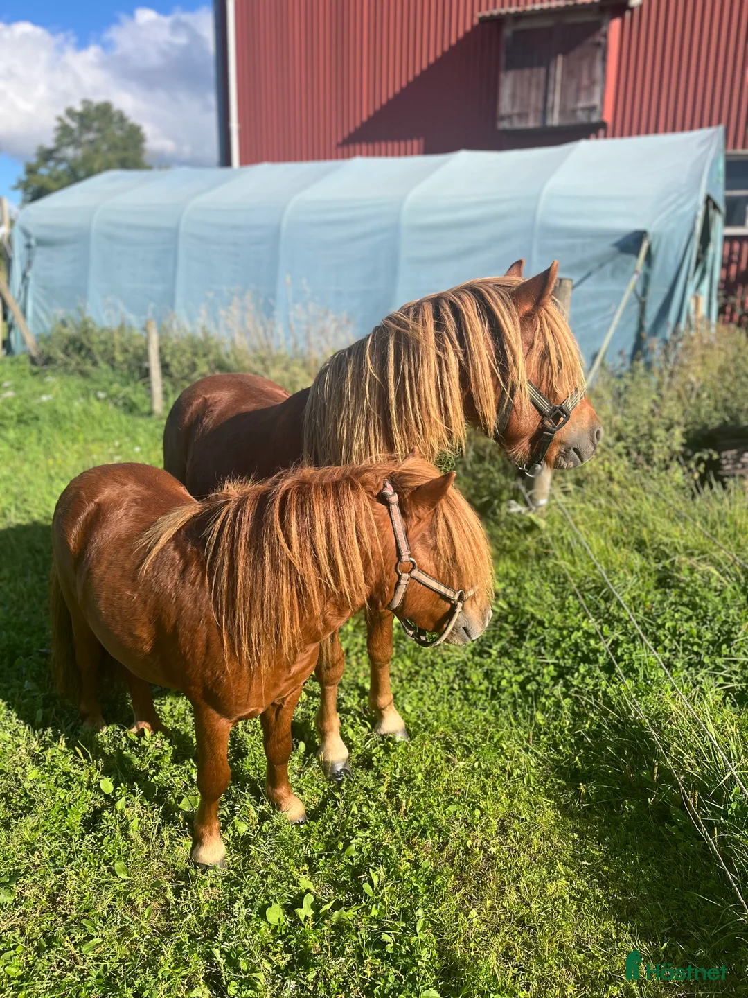 Övrigt hästar till salu: Minishetlandhingst  - Annons 14