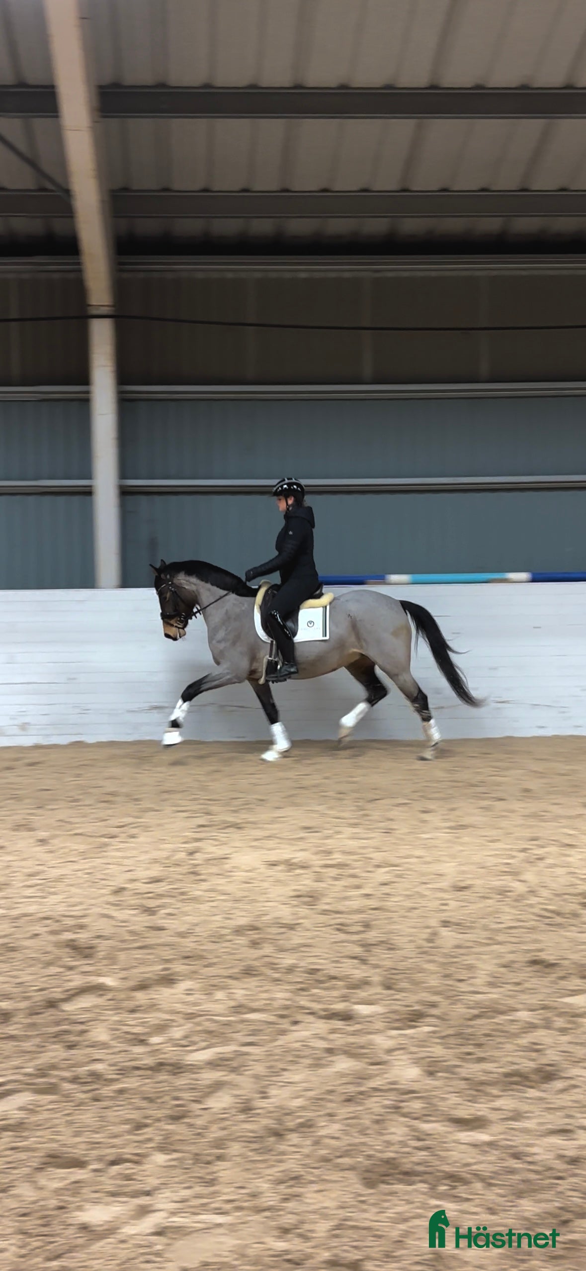  hästar Framtidsponny - Annons 2