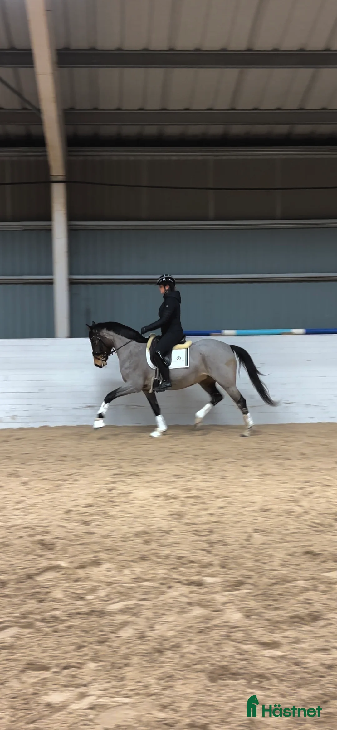 Dressyr hästar till salu: Framtidsponny - Annons 1