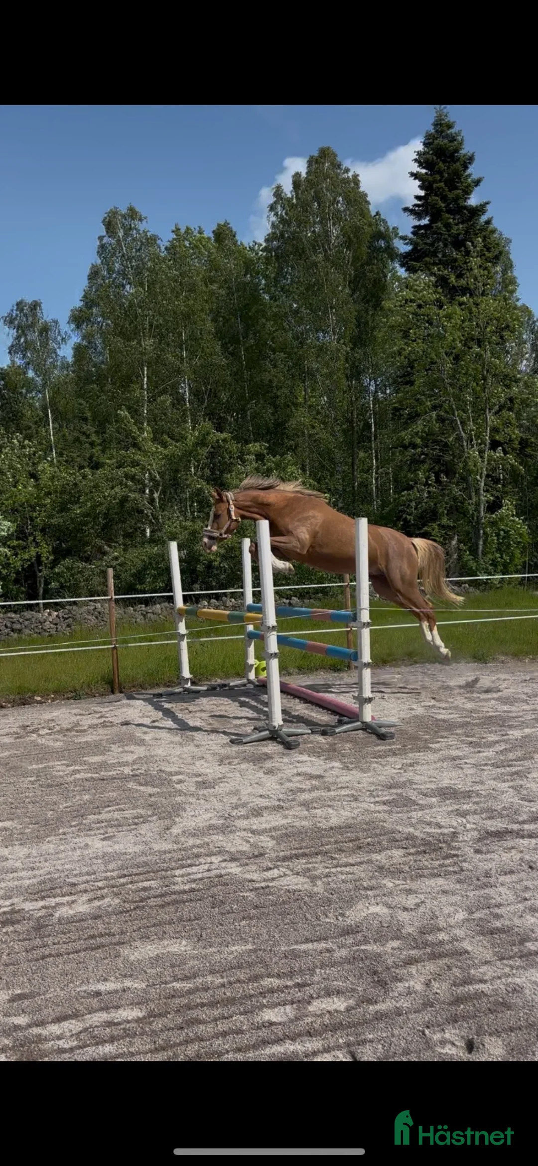 Hoppning hästar till salu: Trevligt c-ponny sto för framtiden  - Annons 2