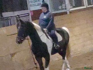 hästar Världens snällaste valack i Tranås - Annons 15