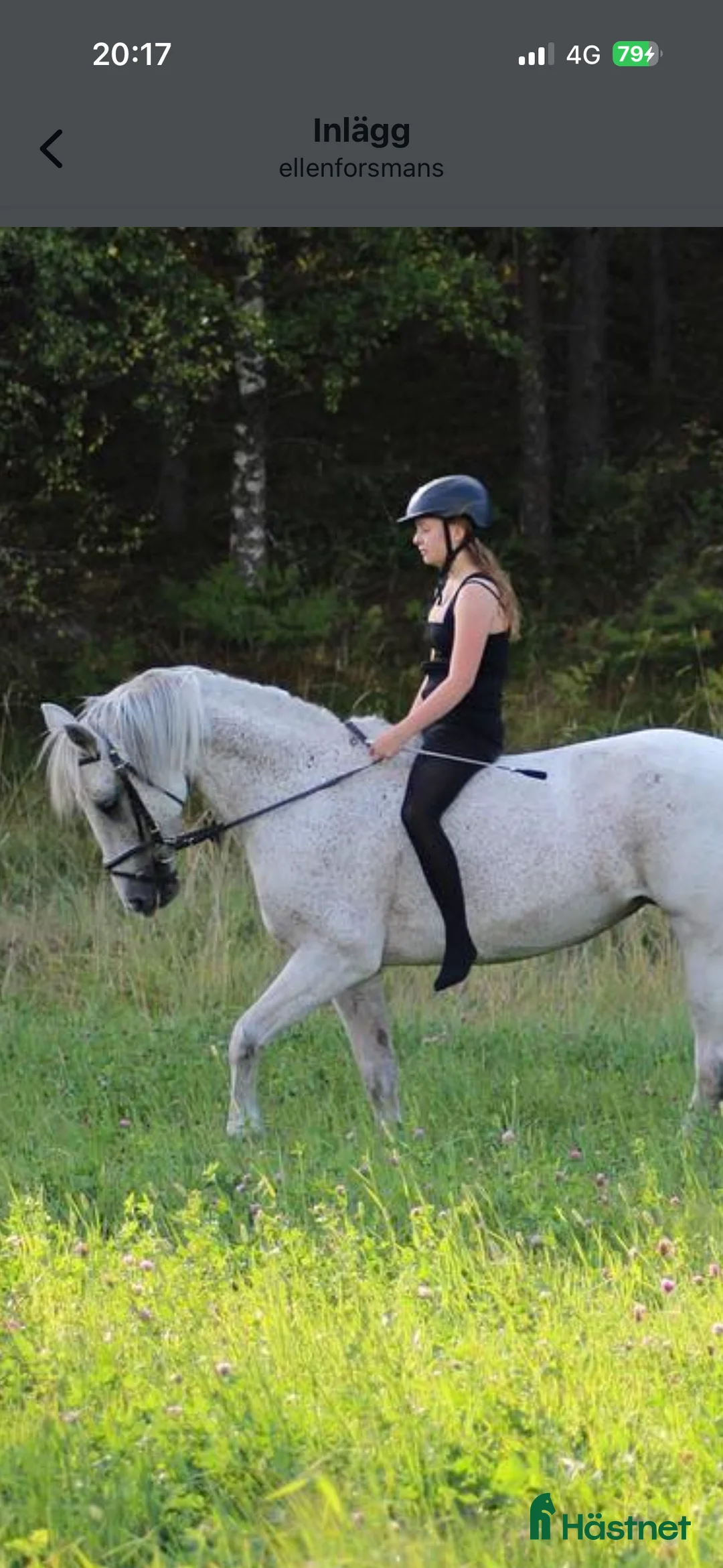  medryttarhäst sökes: Intressekoll på att få umgås med en häst igen! i Malmö - Annons 1