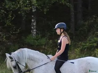 medryttarhäst sökes: Intressekoll på att få umgås med en häst igen! i Malmö - Annons 12