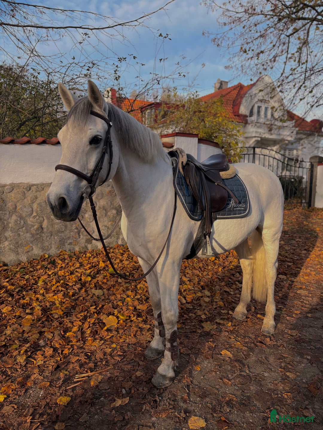 Allround hästar till salu: 🌟 Underbar D-ponny till salu – 12 år, valack,  🌟 i Höllviken - Annons 1