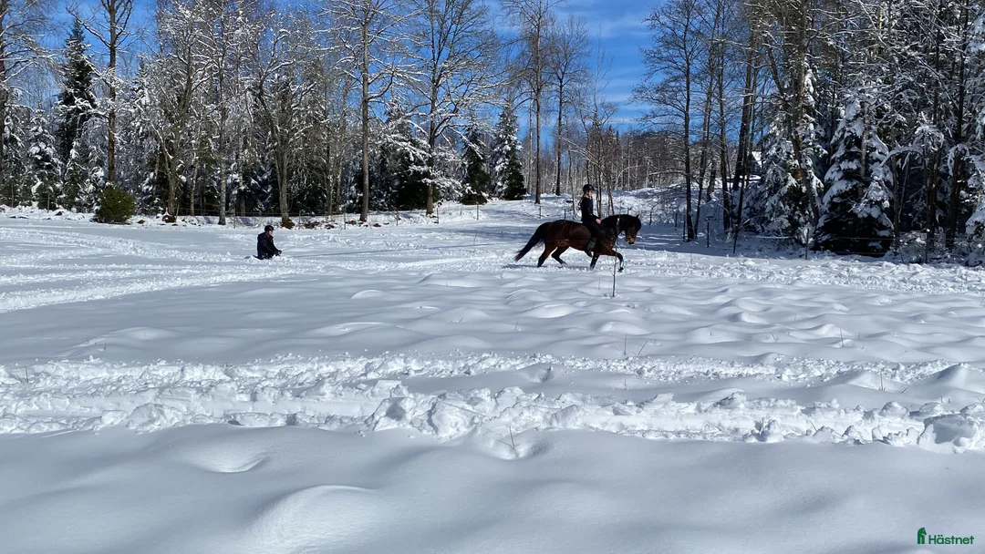Allround hästar till salu: Reserverad Fint D-ponnysto efter elithingst - Annons 2