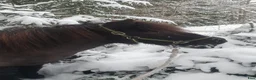  medryttarhäst finnes: Extrahjälp sökes snarast till känslig islandshäst! - Annons 3
