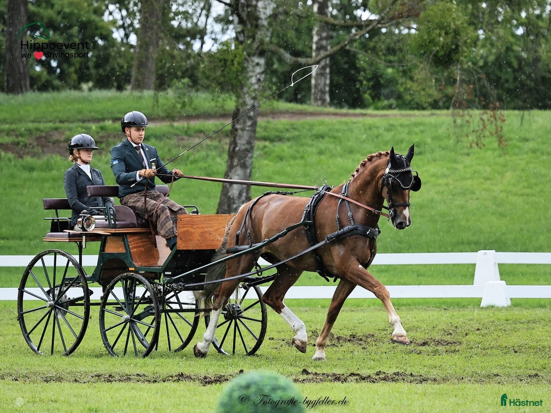 Körvagnar körning till salu: Dressyrvagn - Tidaholm i Klippan - Annons 4