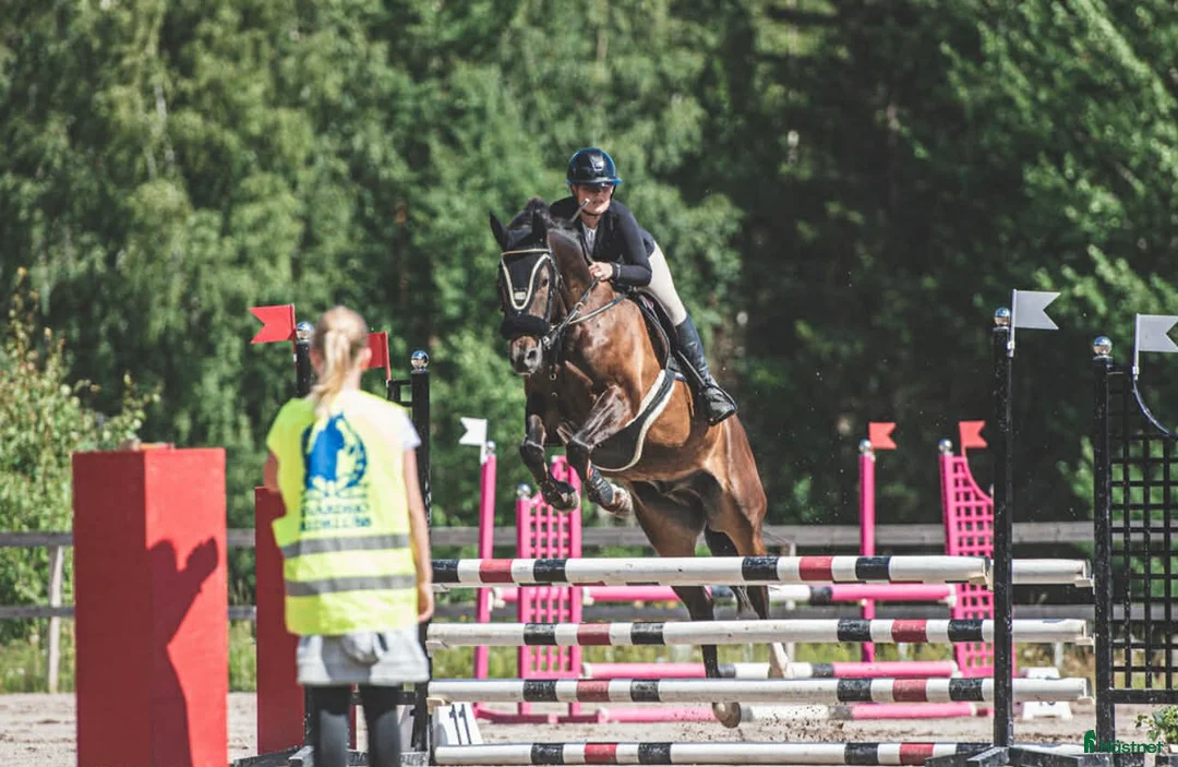 Hoppning hästar till salu: Starias Xlnt Tortellini i Gävle - Annons 4