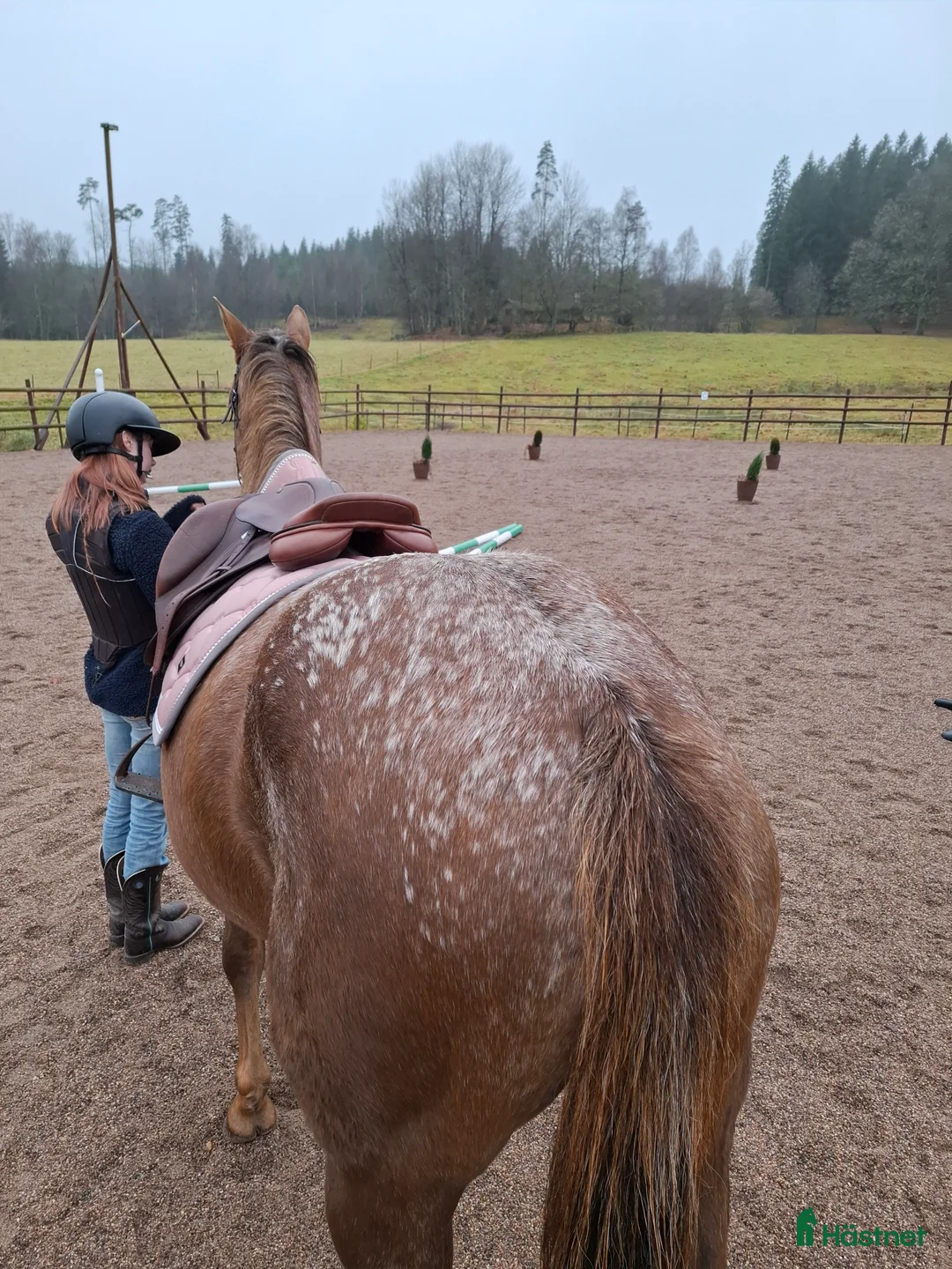 Allround hästar till salu: Trevligt Appaloosa sto i Sävsjö - Annons 5