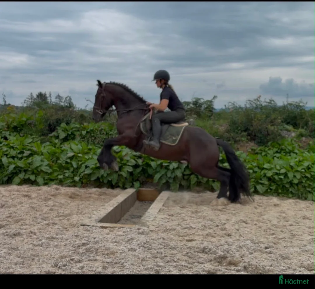 Allround hästar till salu: Handsome gelding 155cm - Annons 12