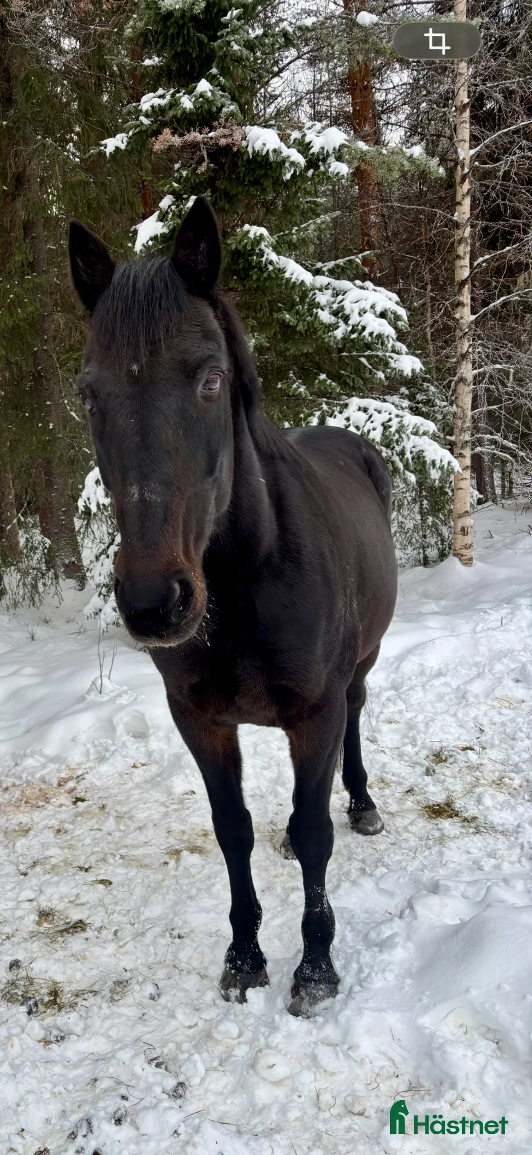  foderhäst finnes: Fodervärd till snäll valack - Annons 2