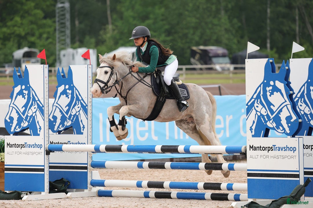 Allround hästar till salu: Snäll B-ponny i Kolmården - Annons 4