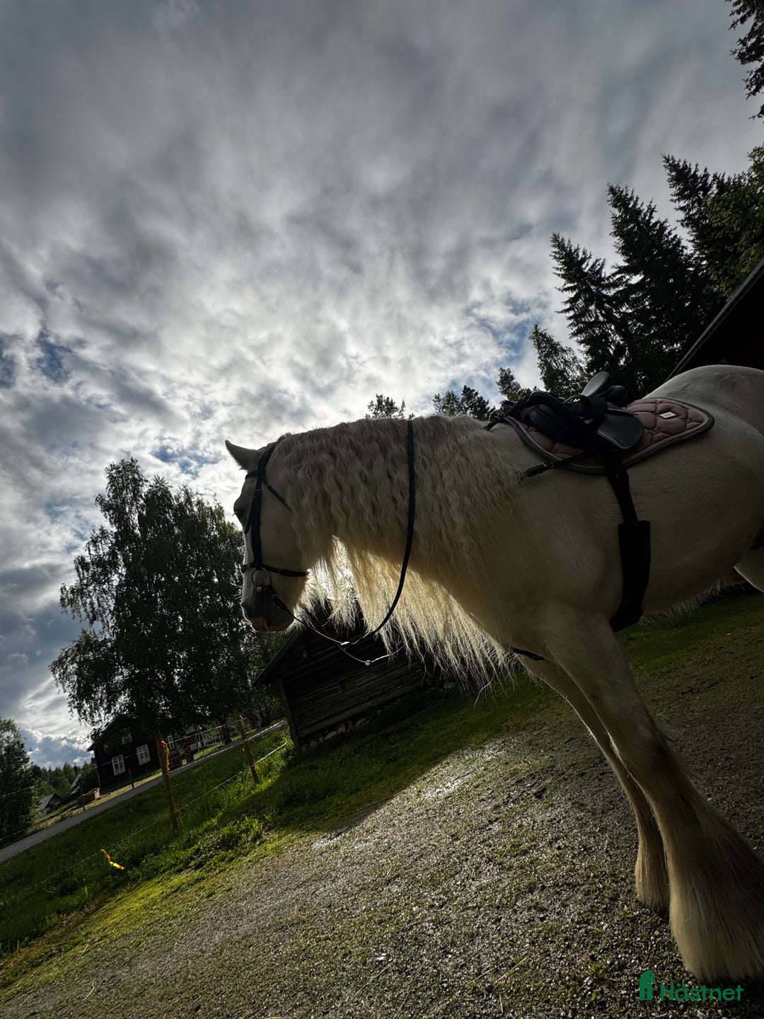 Allround hästar till salu: Drömhäst  i Ljungaverk - Annons 3