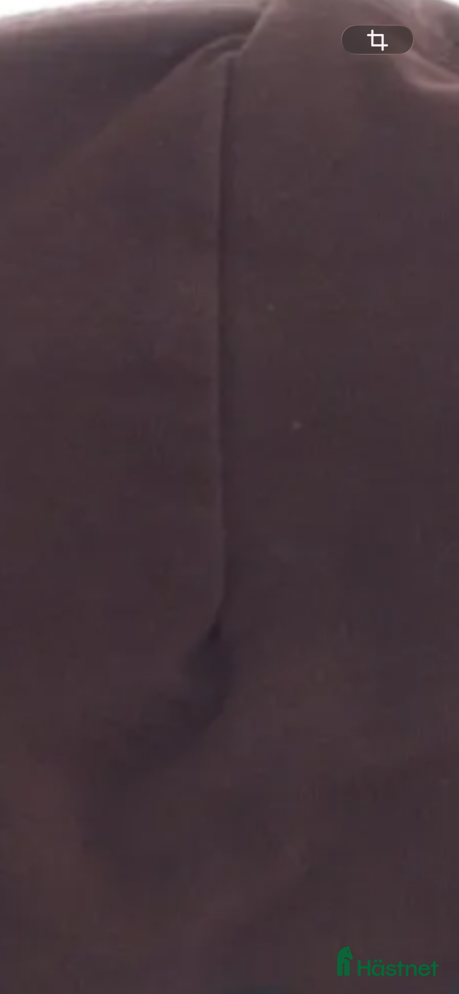  hästar A-B ponny sökes! - Annons 5