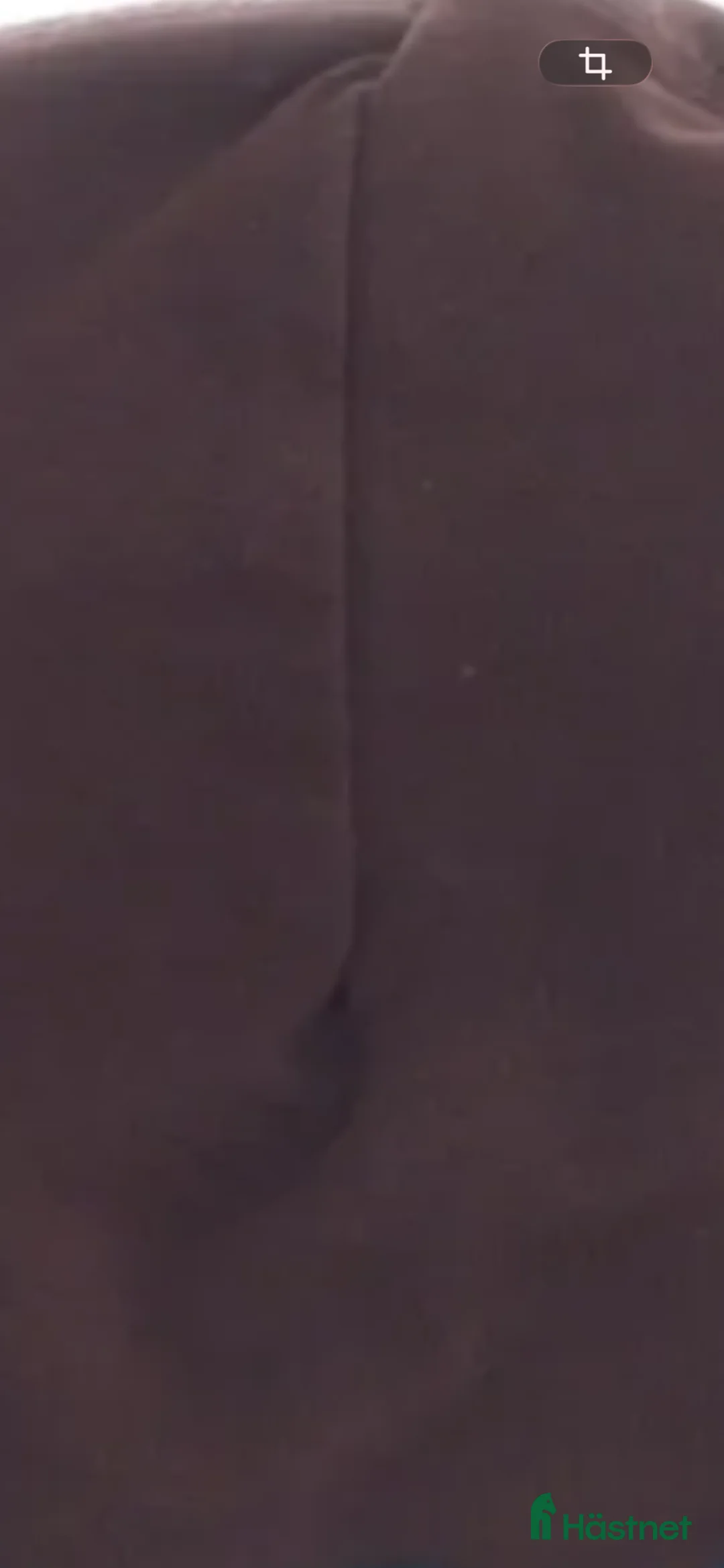 Allround hästar sökes: A-B ponny sökes! - Annons 1