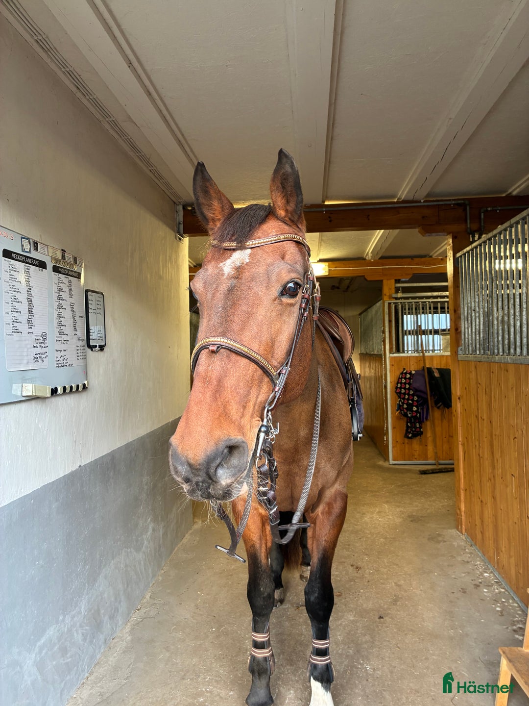 Allround hästar till salu: Fantastisk hobbyhäst i Vinninga - Annons 2