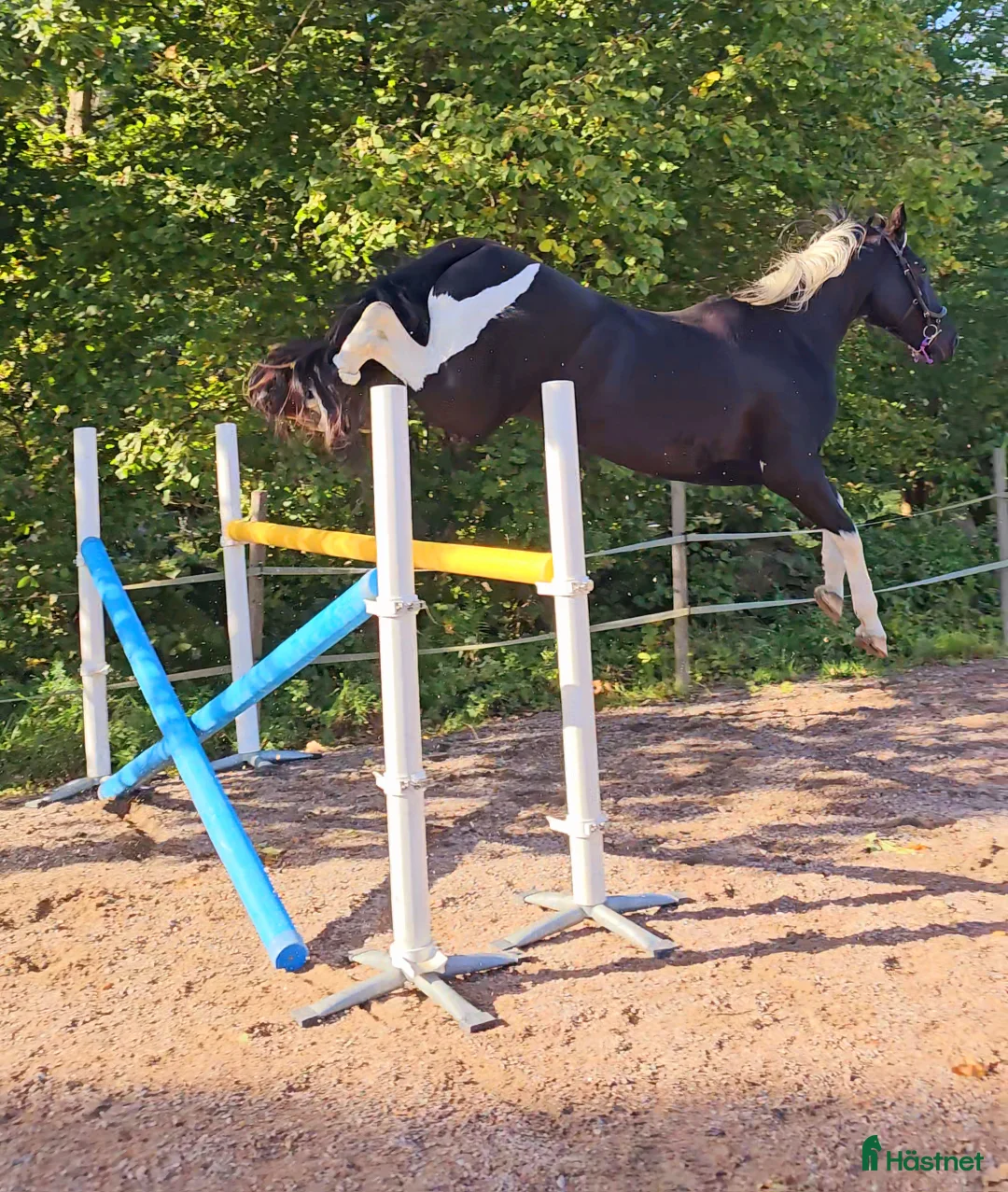 Allround hästar till salu: Vackert Sto i Vimmerby - Annons 7