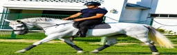 Allround hästar till salu: Magic Silesian - perfect horse for everybody - Annons 10