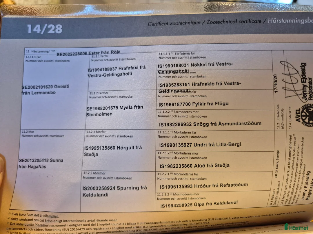 Island hästar till salu: Ester från Röja  - Annons 3