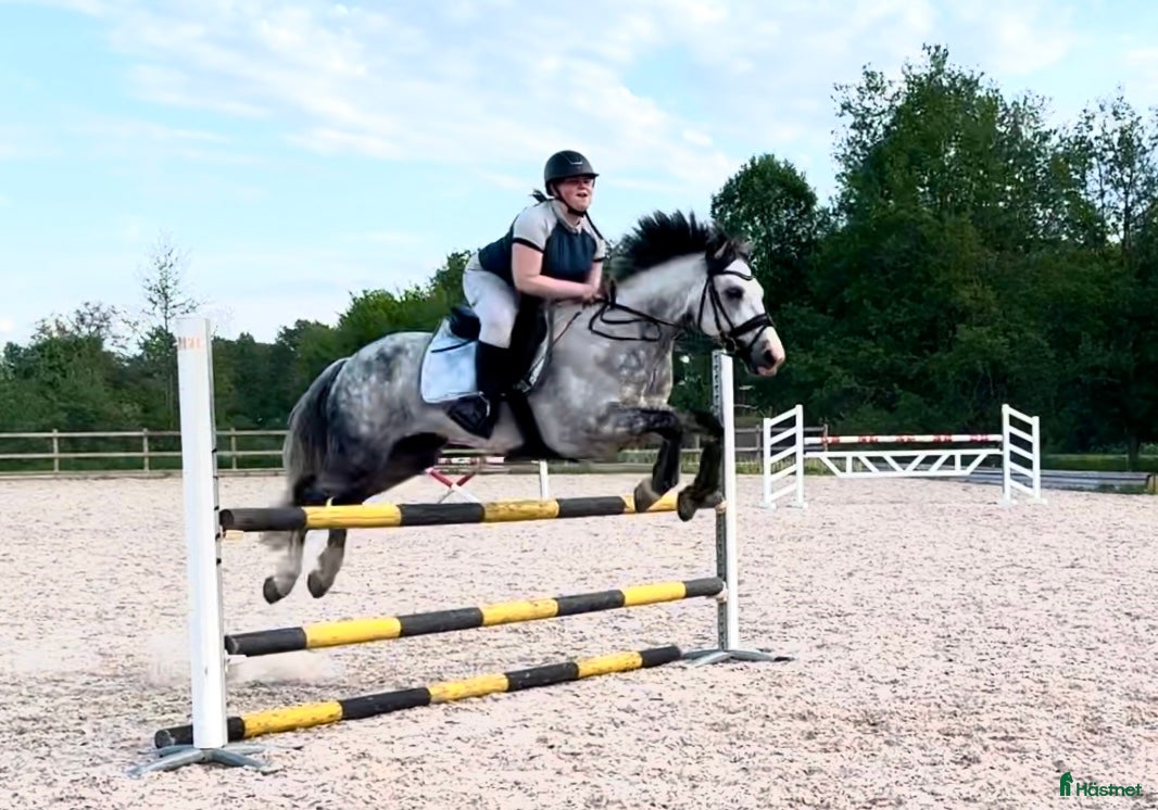  hästar D ponny med potential i flera grenar  - Annons 4