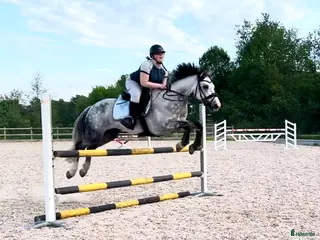 hästar D ponny med potential i flera grenar - Annons 14