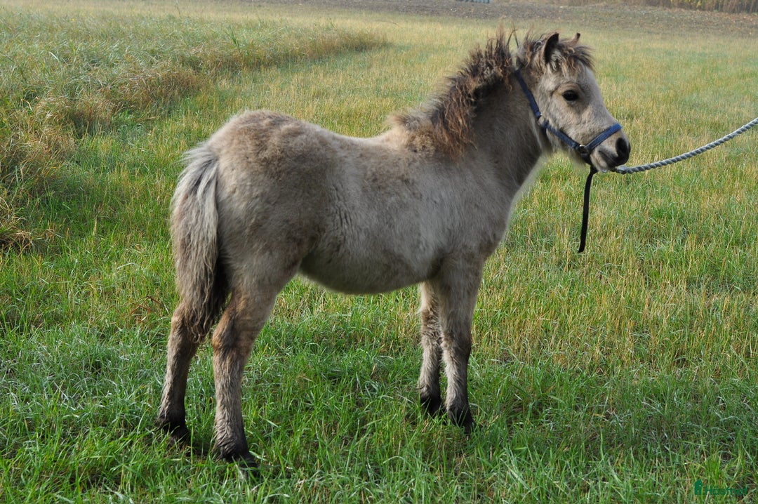 Allround hästar till salu: Charmigt gulbrunt hingstföl - amerikansk miniatyr i Vindeln - Annons 2