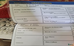 Hoppning hästar till salu: Härlig hoppstammad åring  i Rimforsa - Bild 5
