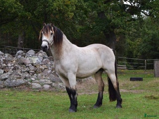 hästar Gulbrun nordsvensk med wow känsla ✨ i Kalmar - Annons 1