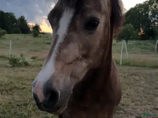 hästar Har du vår dröm D-ponny? - Annons 2