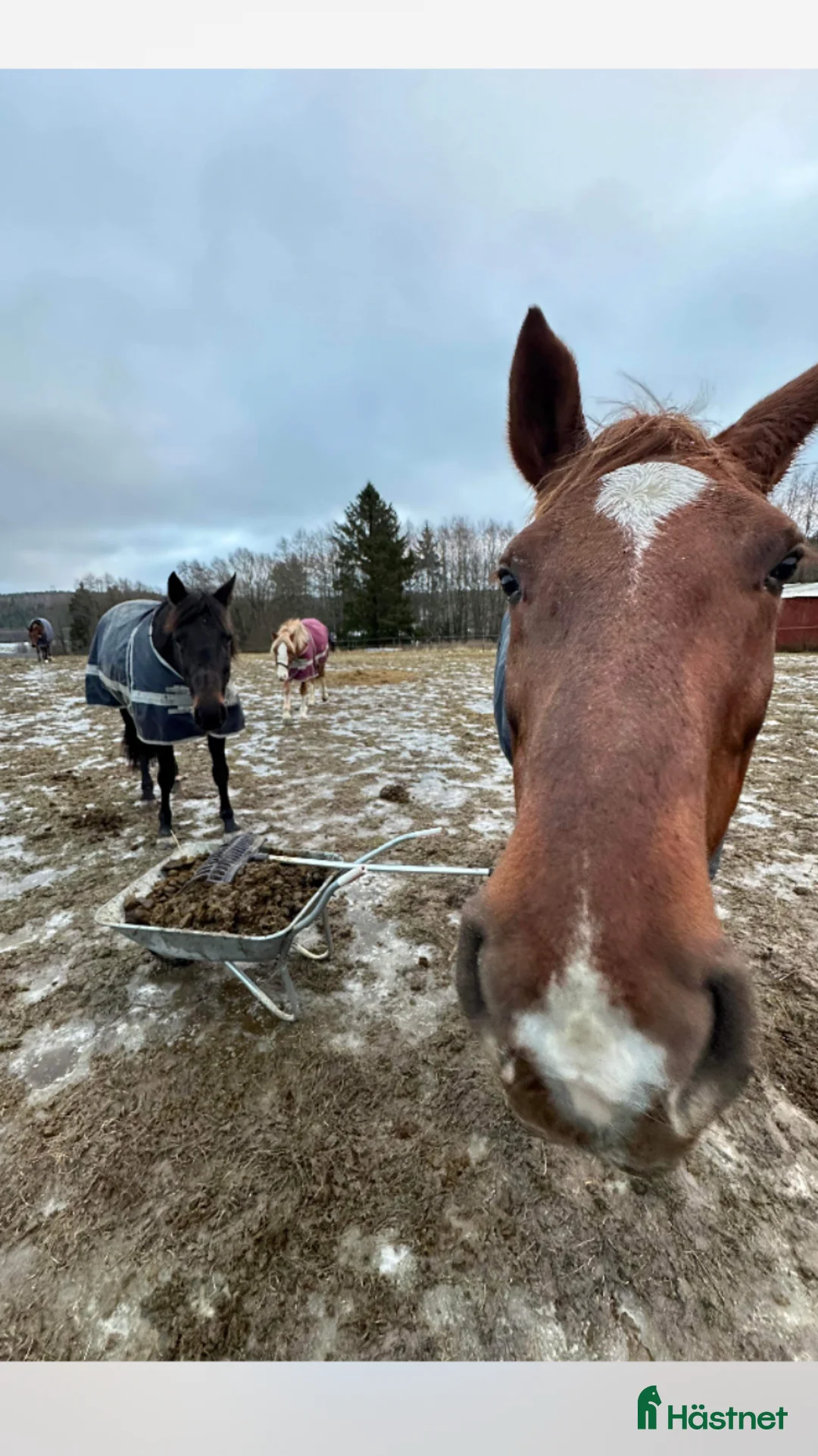  stallplats finnes: Lösdrift för sto i södra Stockholm  i Grödinge - Annons 5