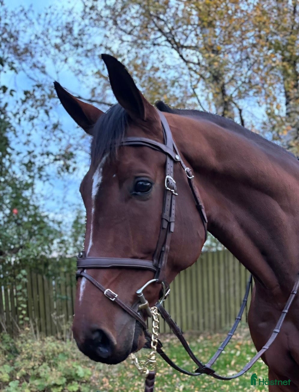  hästar Ädel toppstammad 7-åring med kapacitet i Mörarp - Annons 8