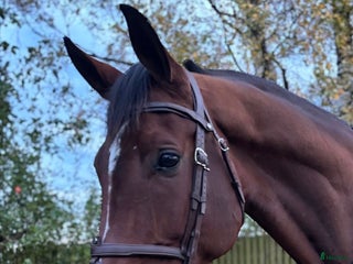 hästar Ädel toppstammad 7-åring med kapacitet i Mörarp - Annons 10