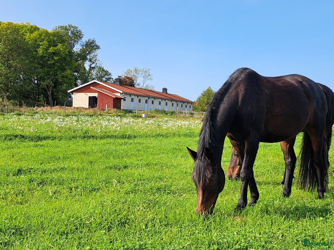  stallplats finnes: Stall Berga gård 17 km från Brommaplan i Skå - Annons 1