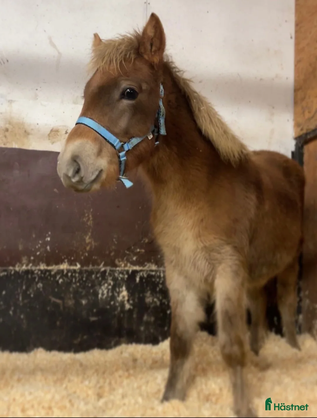 Trav hästar till salu: Hingst föl  i Eldsberga - Annons 2