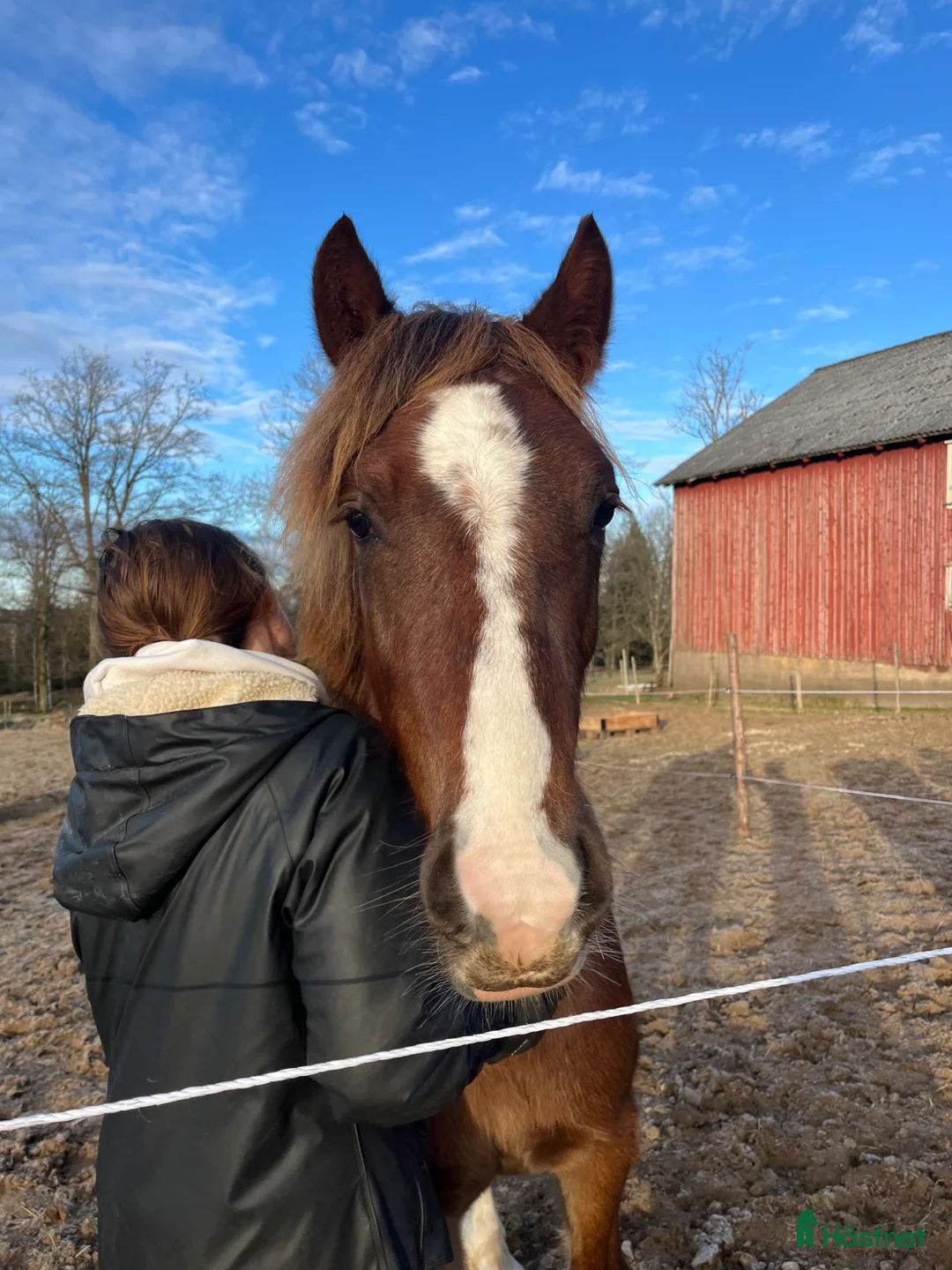 Allround hästar till salu: Welshponny av cobtyp - Annons 2