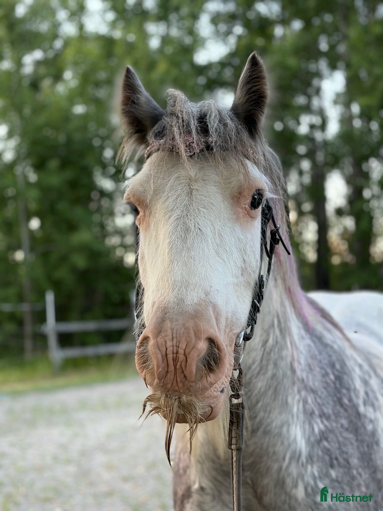  hästar Sockersöt c ponny 🤍 - Annons 7