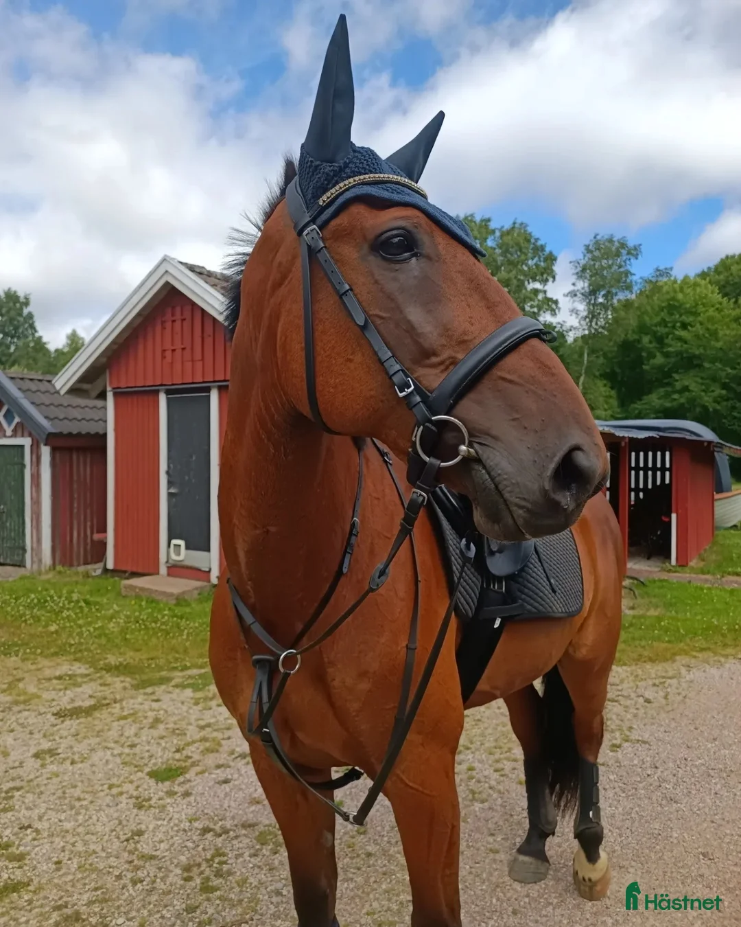 Galleribild {{count}}