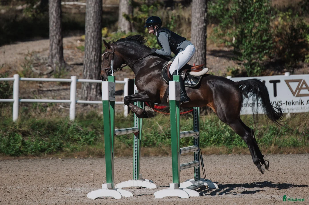 Hoppning hästar till salu: Ärlig tävlingshäst med ett hjärta av guld - Annons 1