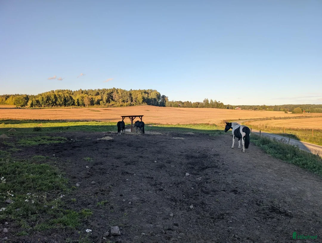  stallplats finnes: Lösdrift med fullservice - Annons 2