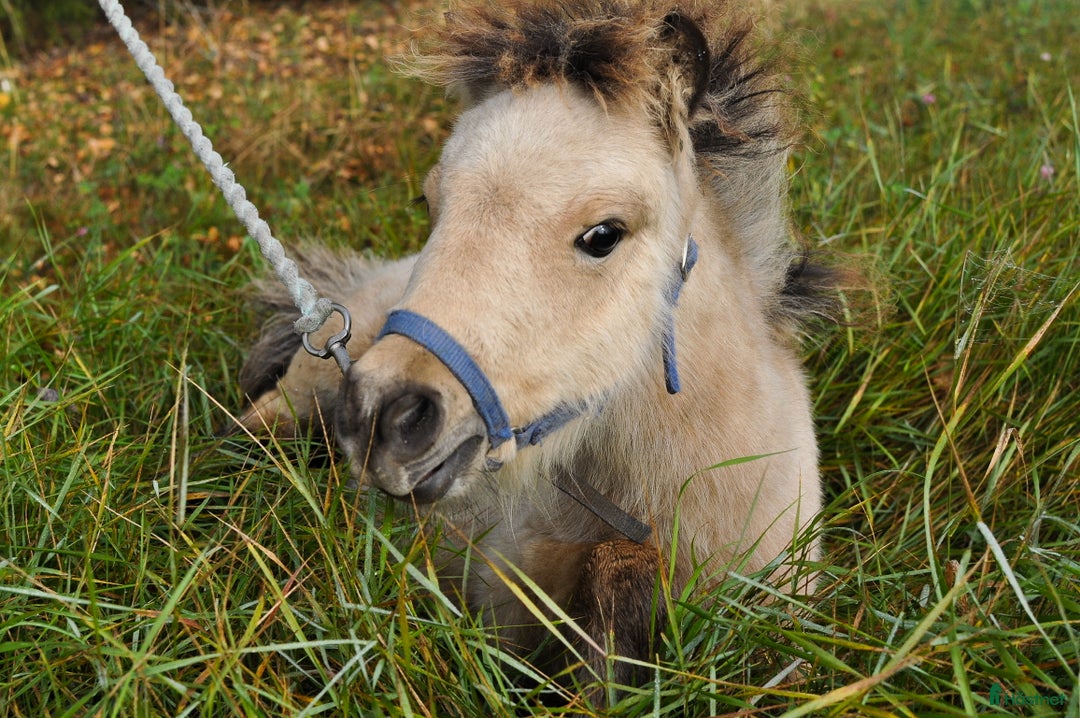 Allround hästar till salu: Charmigt gulbrunt hingstföl - amerikansk miniatyr i Vindeln - Annons 1