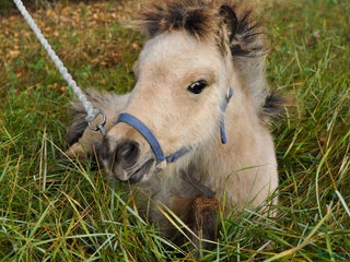 hästar Charmigt gulbrunt hingstföl - amerikansk miniatyr i Vindeln - Annons 10