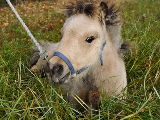 hästar Charmigt gulbrunt hingstföl - amerikansk miniatyr i Vindeln - Annons 11